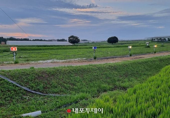 먹노린재 최적 방제 전략 찾았다