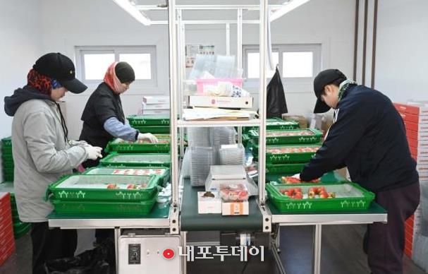 홍성 딸기, 2026년 시작과 동시에 ‘충남 수출 1위’ 달성