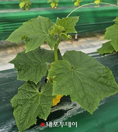 시설채소 최대 골칫거리 없앤다